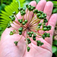 ギョウジャニンニク,庭の画像