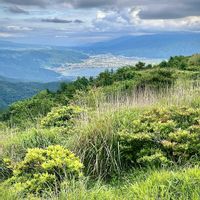アザミ,マツ,八ヶ岳,諏訪湖,里山大好き協会の画像