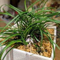 リュウノヒゲ,リュウノヒゲの花,リュウノヒゲの蕾,ありがとう♡,植物大好きの画像
