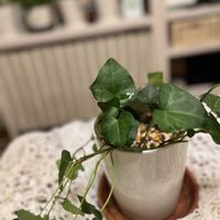 アイビー,観葉植物の画像