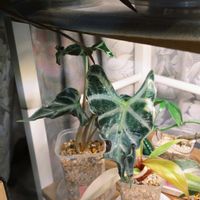 アロカシア,観葉植物,アロカシア属,アロイド,アロカシア　小芋栽培の画像