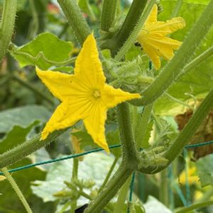 キュウリ,胡瓜,夏野菜,ウリ科の画像