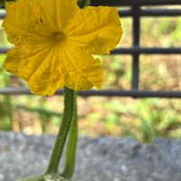 キュウリ雄花,自然観察,自家製野菜,廿日市市,その他エクステリアの画像