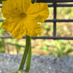 キュウリ雄花,自然観察,自家製野菜,廿日市市,その他エクステリアの画像