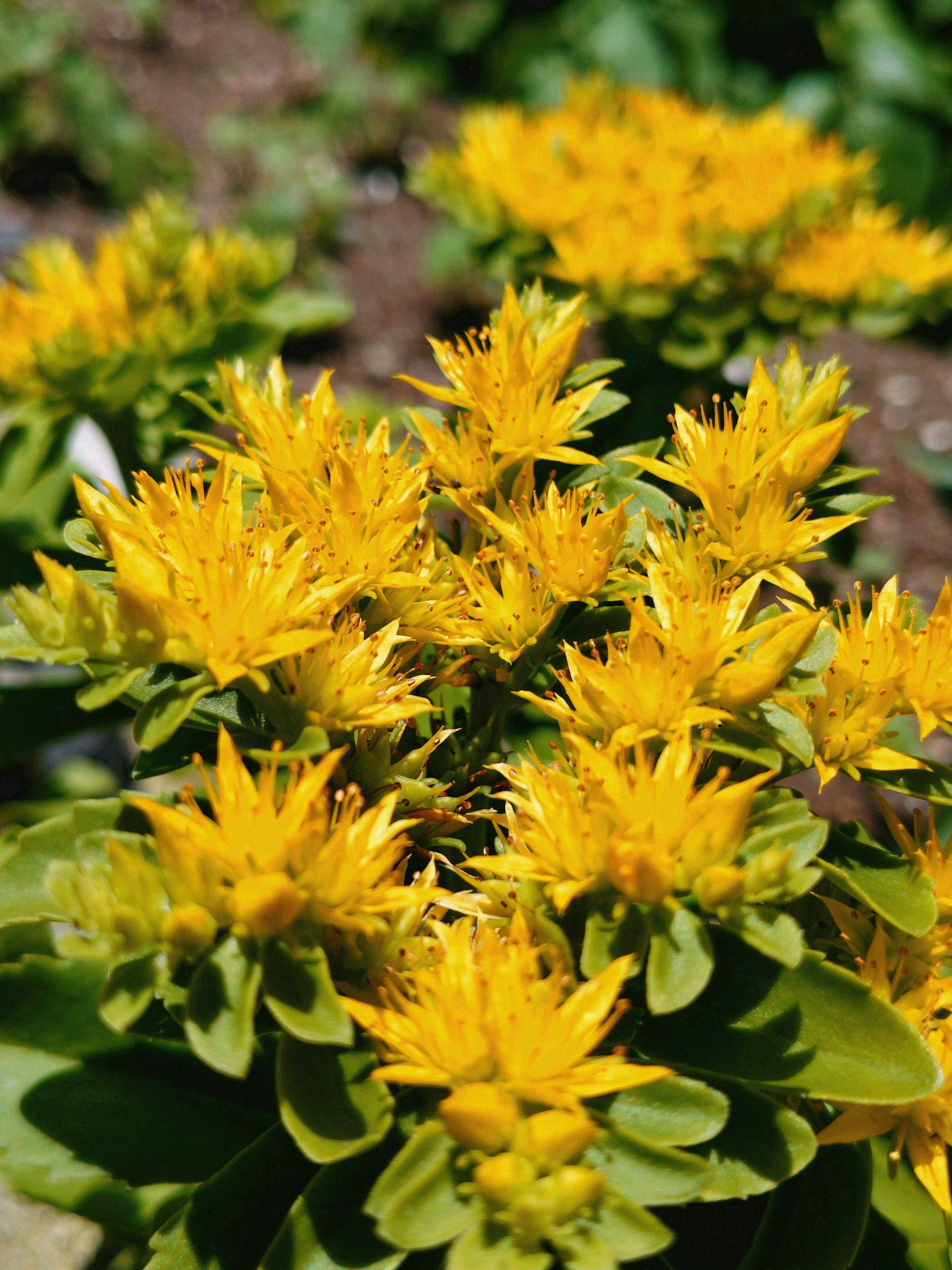 キリンソウ(麒麟草)の育て方｜植え付けや植え替えの時期は