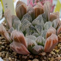 多肉植物,葉挿し,多肉寄せ植え,実生苗,葉挿しっ子の画像