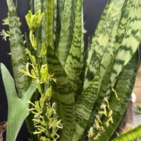 サンセベリア,開花,お花の画像