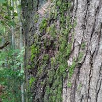 コナラ,苔 こけ,いつもの散歩道,世界平和,ゆるっと苔愛好会の画像