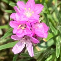 アルメリア,アルメリア,小さな花,ピンク,癒しの画像