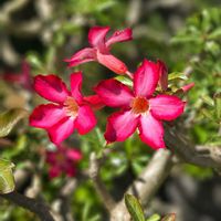アデニウム,花のある暮らし,沖縄,おうち園芸,木曜日は木に咲く花の画像