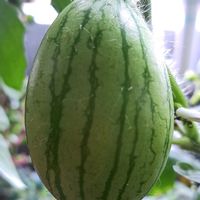スイカ,マダーボール,小玉スイカ,自家製野菜,空中栽培の画像
