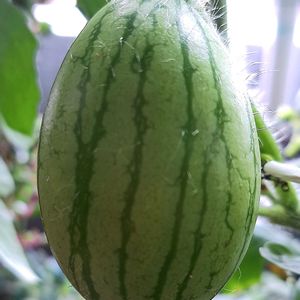 スイカ,マダーボール,小玉スイカ,自家製野菜,空中栽培の画像