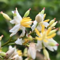 ナンテン,白い花,今日も元気で,今日も笑顔で♡,花を通じて愛と平和をの画像