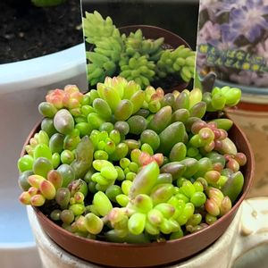 セダム,ルベンス,多肉植物,もりもり多肉,ベンケイソウ科の画像