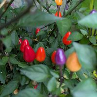 観賞用トウガラシ,花壇,お花のある暮らし,宿根・多年草,小さな庭の画像