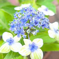 アジサイ,紫陽花,大島緑花,紫陽花　大島緑花,お花の画像