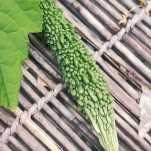 ゴーヤ,ガーデニング,ネコ好き,プランター野菜,夏野菜の画像