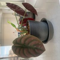 アロカシアの画像