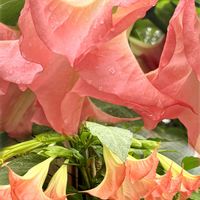 エンジェルストランペット,キダチチョウセンアサガオ,オレンジ色の花,肌色ペールトーン,7月に撮った木々や花々の画像