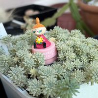 エキナセア,セダム,オーロラ,黒法師,斑入りパリダムの画像
