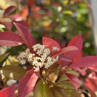 カナメモチ,レッドロビン,紅カナメ,バラ科,カナメモチ属の画像