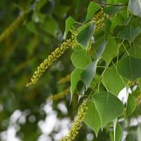 ナンキンハゼ,花散歩,落葉高木,雌雄同株,樹木大好きの画像