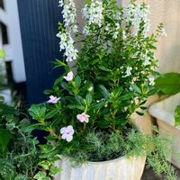 アンゲロニア,カラミンサ,ロータス コットンキャンディ,キンギョソウ　アールグレイ,寄せ植えの画像