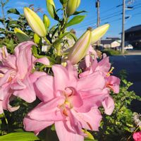 ペンタス,マーガレット,ミニダリア,ブラックレースフラワー,八重咲きオリエンタルリリーの画像