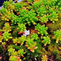 セダム,虹の玉,今日のお花の画像