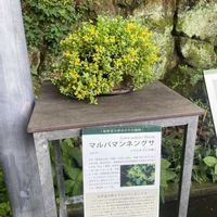 マルバマンネングサ,牧野植物園,素敵な出会い,季節を楽しむ,今日のお花の画像