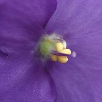セントポーリア,セントポーリア,出窓,我が家のお花たちの画像