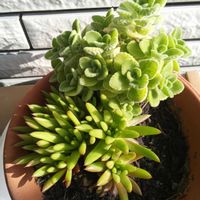 セダム,アロマティカス,セダム属,花のある暮らし,お花大好き♡の画像