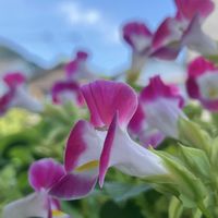 クフェア,トレニア,玄関先,トレニア。の画像