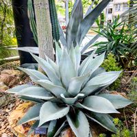 アガベ,多肉植物,観葉植物,花のある暮らし,アガベ属の画像