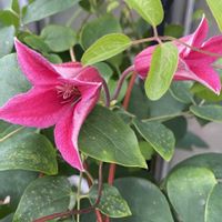 クレマチス,クレマチスプリンセス・ダイアナ,ガーデニング,お花,おうち園芸の画像