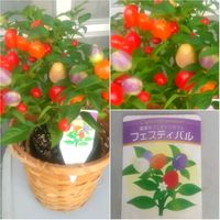 観賞用トウガラシ,東向ベランダの画像