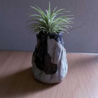 チランジア,エアプランツ,一輪挿し,iPhone撮影,asingleflowervaseの画像
