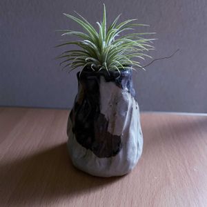チランジア,エアプランツ,一輪挿し,iPhone撮影,asingleflowervaseの画像