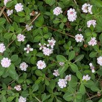 イワダレソウ,ハマゴウ（浜香）,花のある暮らし,花いろいろ,鳥取県の画像