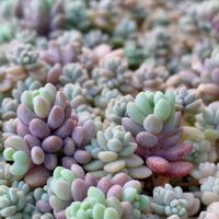 玉つづり,パープルヘイズ,新玉つづり（ビアホップ）,モリムラマンネングサ,朧月(おぼろづき)の画像