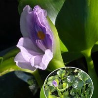 ヒマワリ,ヒマワリ,ホテイアオイ,ホテイアオイ,向日葵の画像