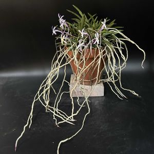 富貴蘭,観葉植物,伝統園芸,着生植物,珍奇植物の画像