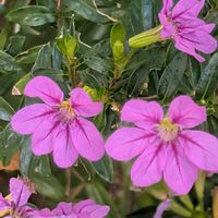 クフェア メキシコハナヤナギ,女郎花(オミナエシ),河原撫子(カワラナデシコ),お花,ウォーキングにての画像