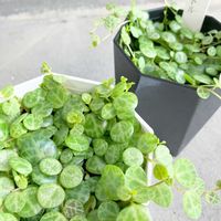 ペペロミア,ペペロミアタートル,ペペロミアタートル,観葉植物,ガーデニングの画像