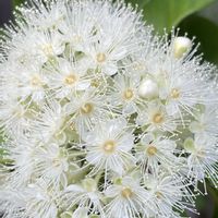 レモンマートル,可愛い,爽やか,透明感,愛らしいの画像