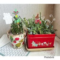 ムスコーサ,リプサリス キルベルギー,カリシアレペンス(桜色カリシア),セダム畑❣️,フェイムモンストローサの画像