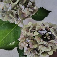 セダム,虹の玉,クリーム美人,紫陽花 アジサイ あじさい,花のある暮らしの画像