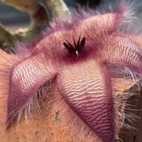 スタペリア,スタペリア・ギガンティア,スタペリア・ギガンティア,多肉植物,ガガイモ科の画像