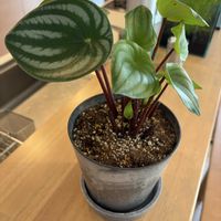 ペペロミアの画像