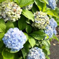 アジサイ,アジサイ,キキョウ,スグリ,ヨウシュヤマゴボウの画像